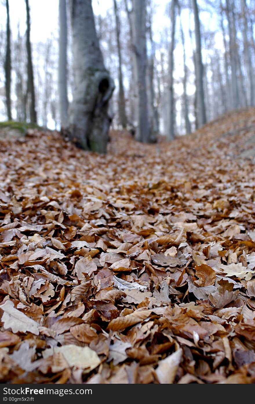 Picture of autumn forrest with leafs and trees. Picture of autumn forrest with leafs and trees.