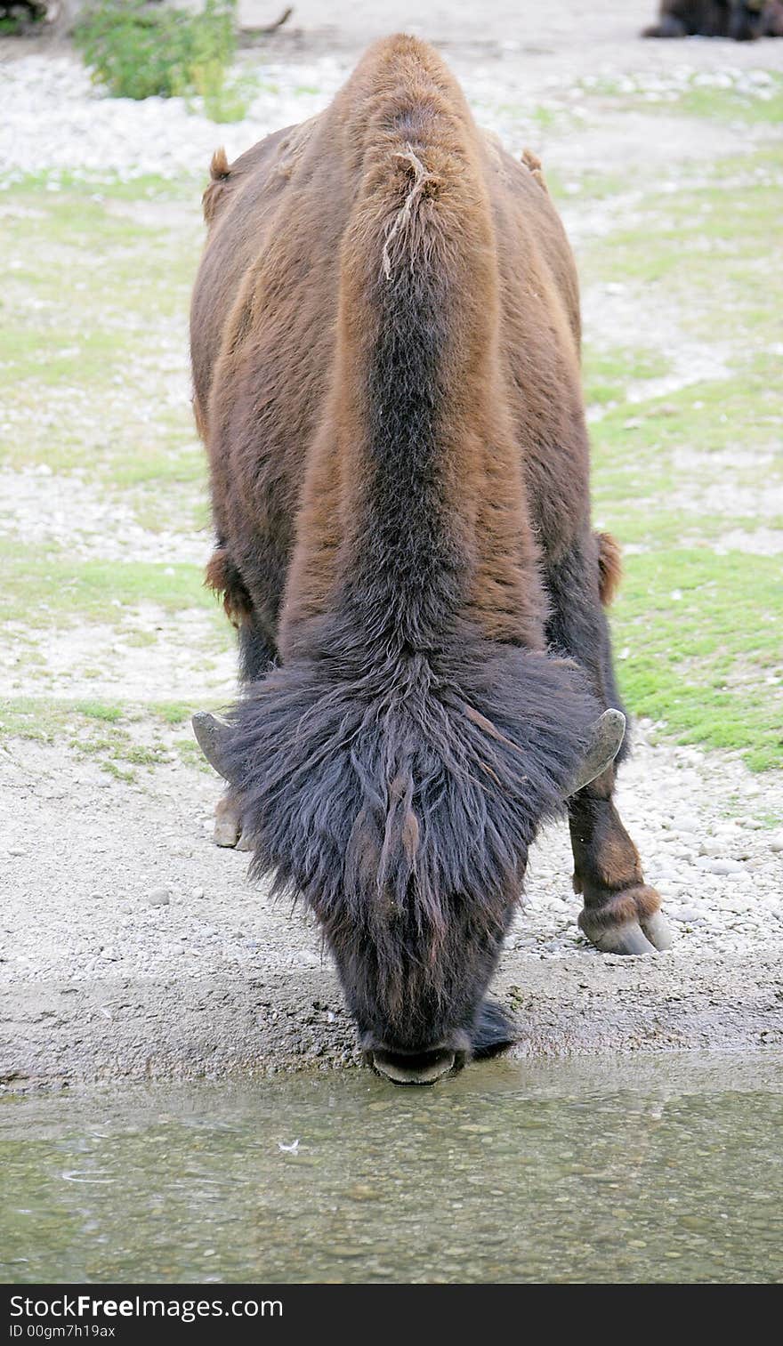 Forest bison at watering pond. Forest bison at watering pond