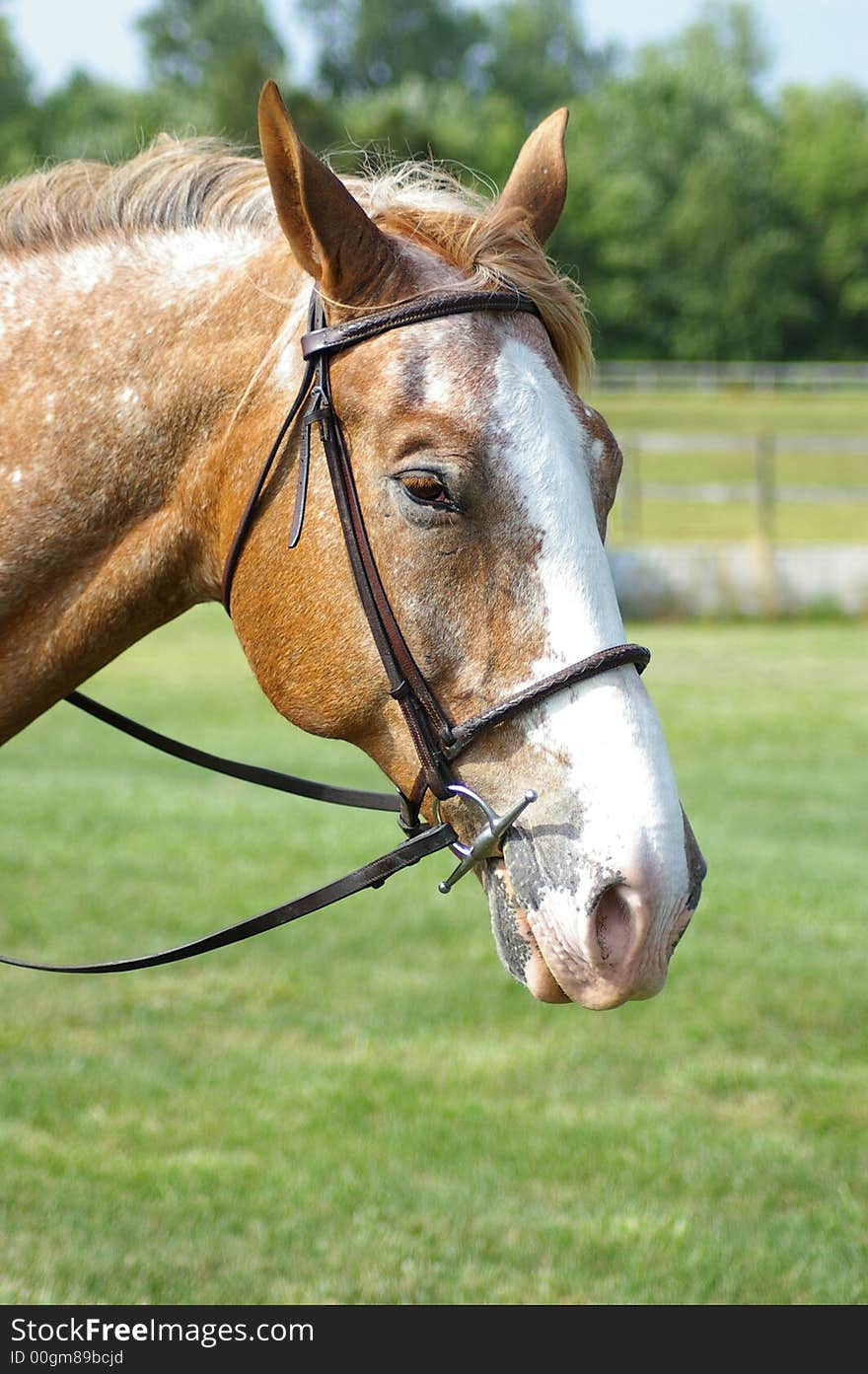 A side shot of a tan and white horse. A side shot of a tan and white horse