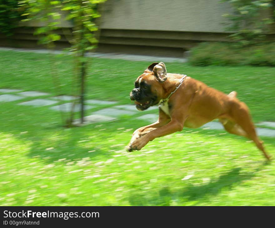 Jumping boxer puppy in a garden. Jumping boxer puppy in a garden