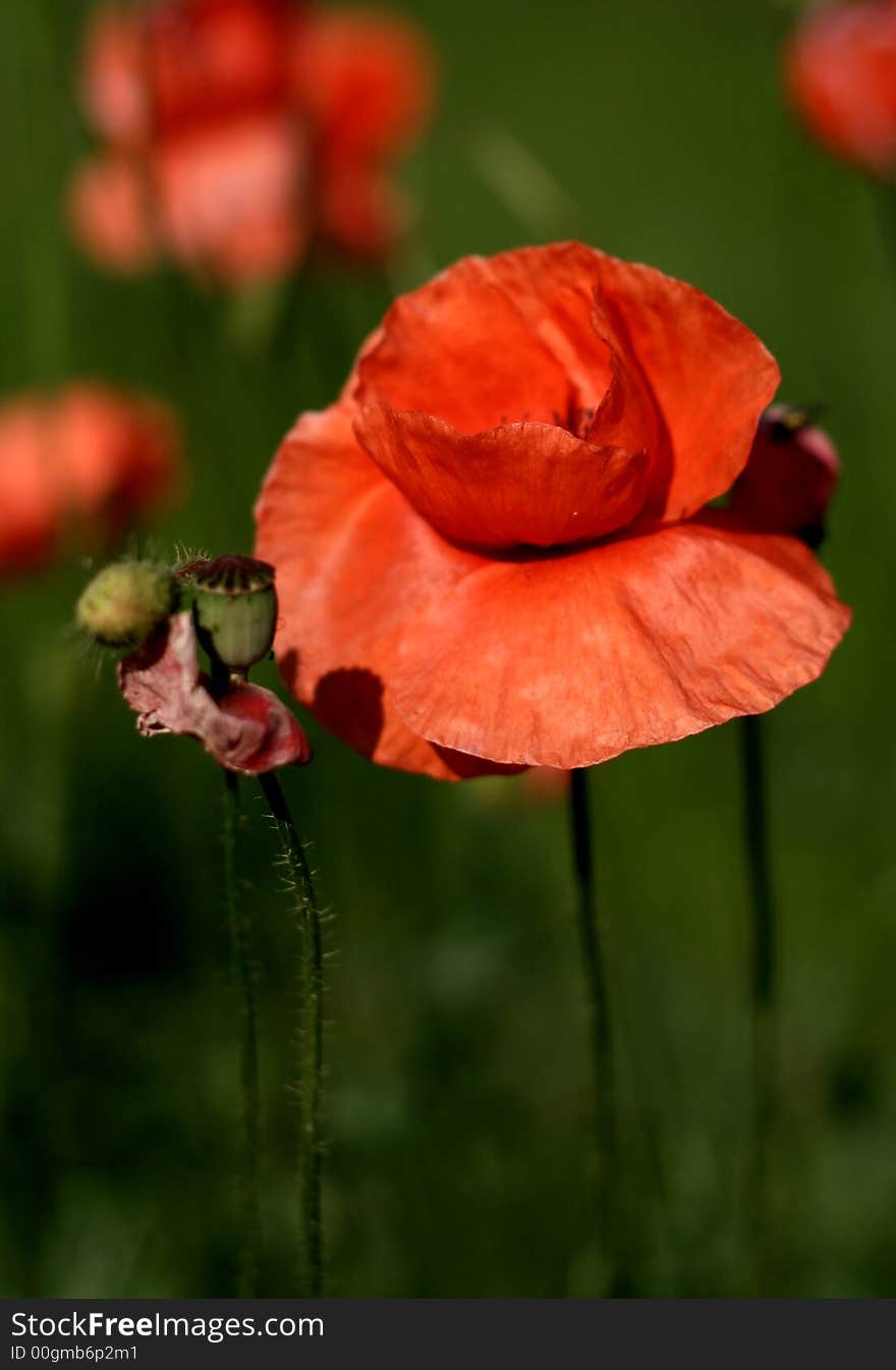 Red poppy in poppy field