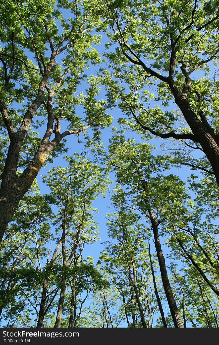 Photo of young branch of trees. Photo of young branch of trees