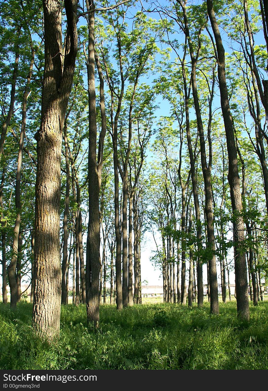 Photo of young branch of trees. Photo of young branch of trees