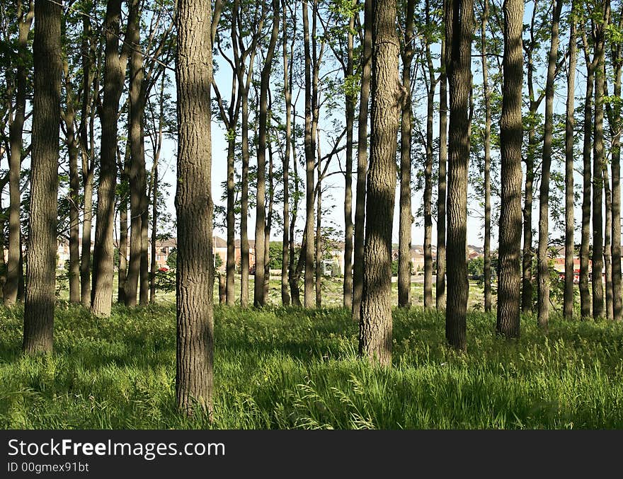 Photo of young branch of trees. Photo of young branch of trees