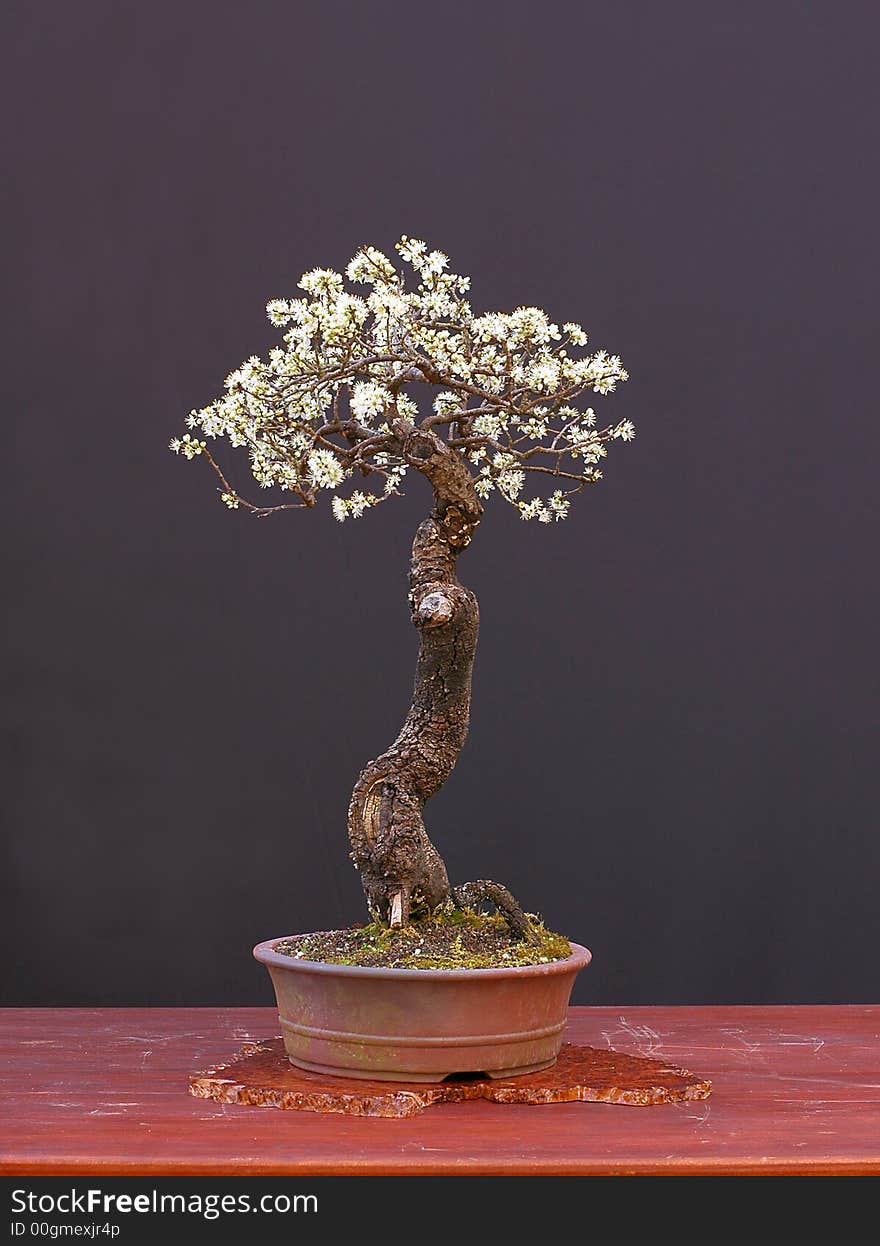 Blackthorn As Bonsai In Bloom