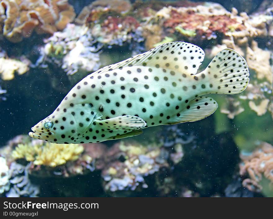 Portrait of Nice Tropical Fish. Portrait of Nice Tropical Fish