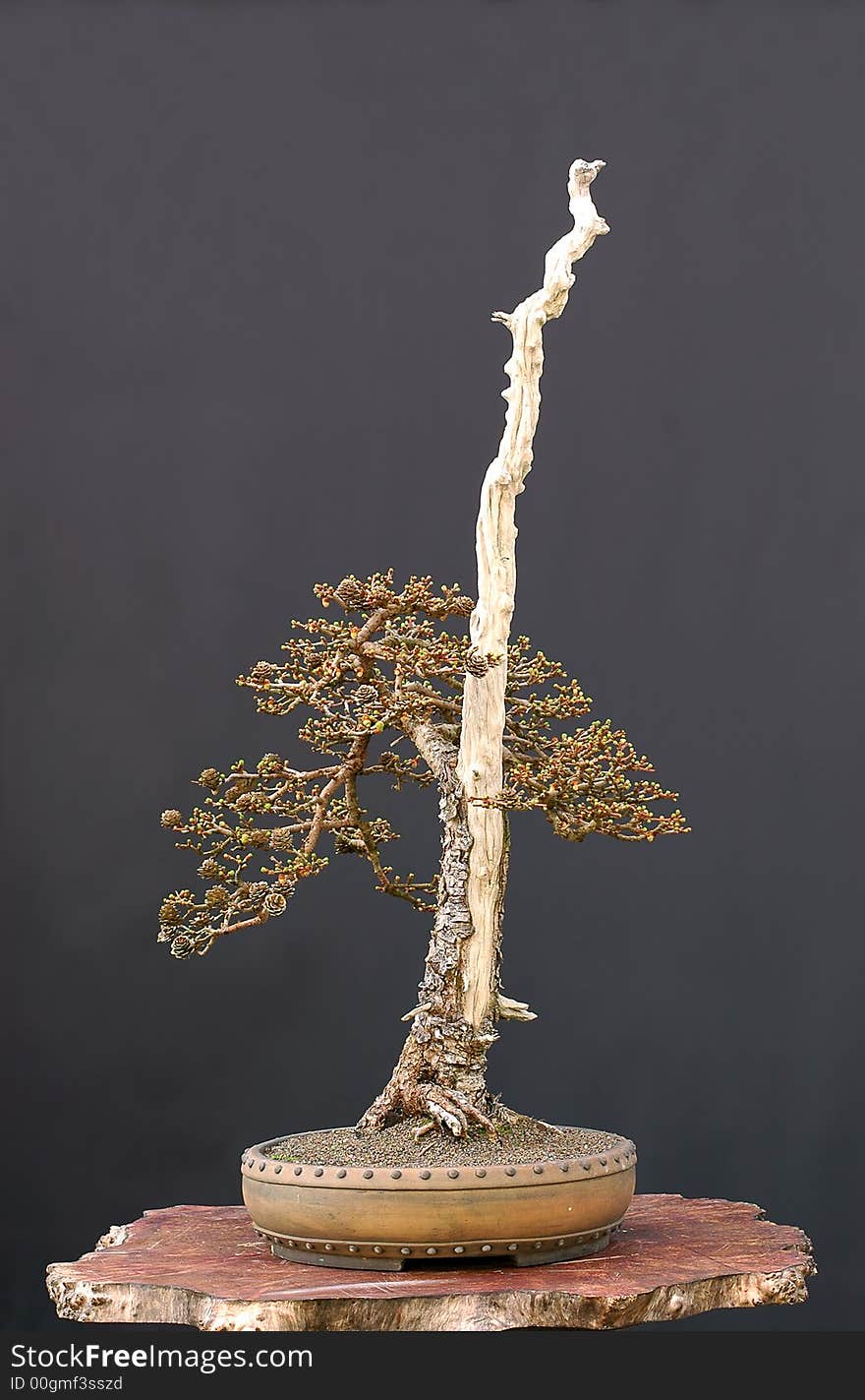 Hybrid Larch Bonsai