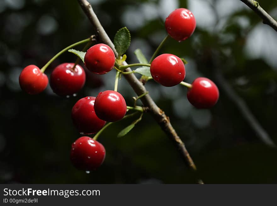 Sour cherries hanging in the tree