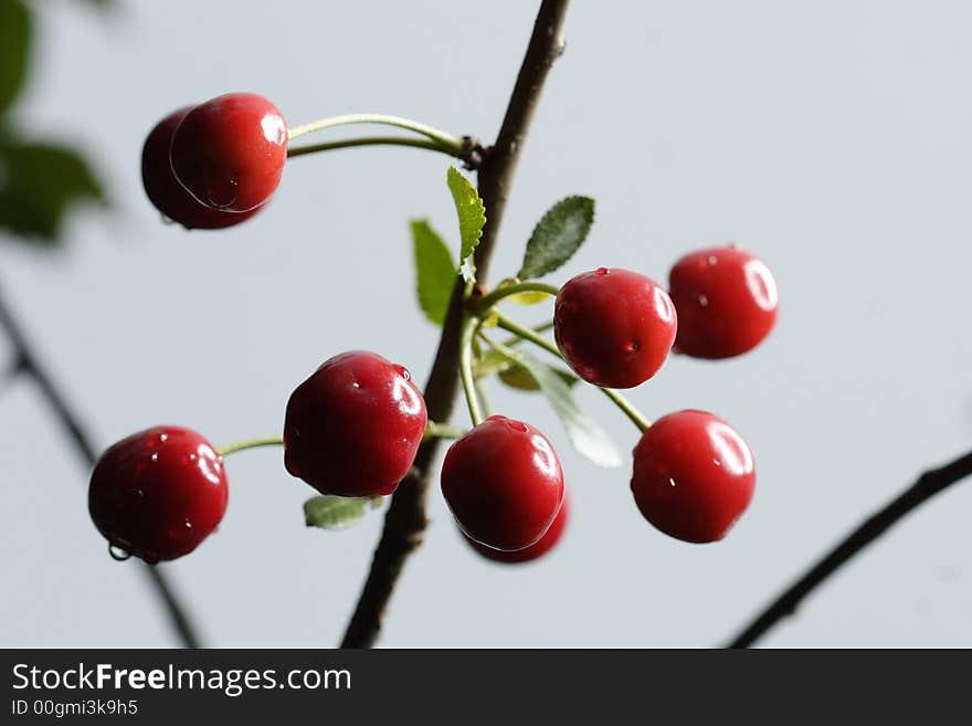 Sour cherries hanging in the tree