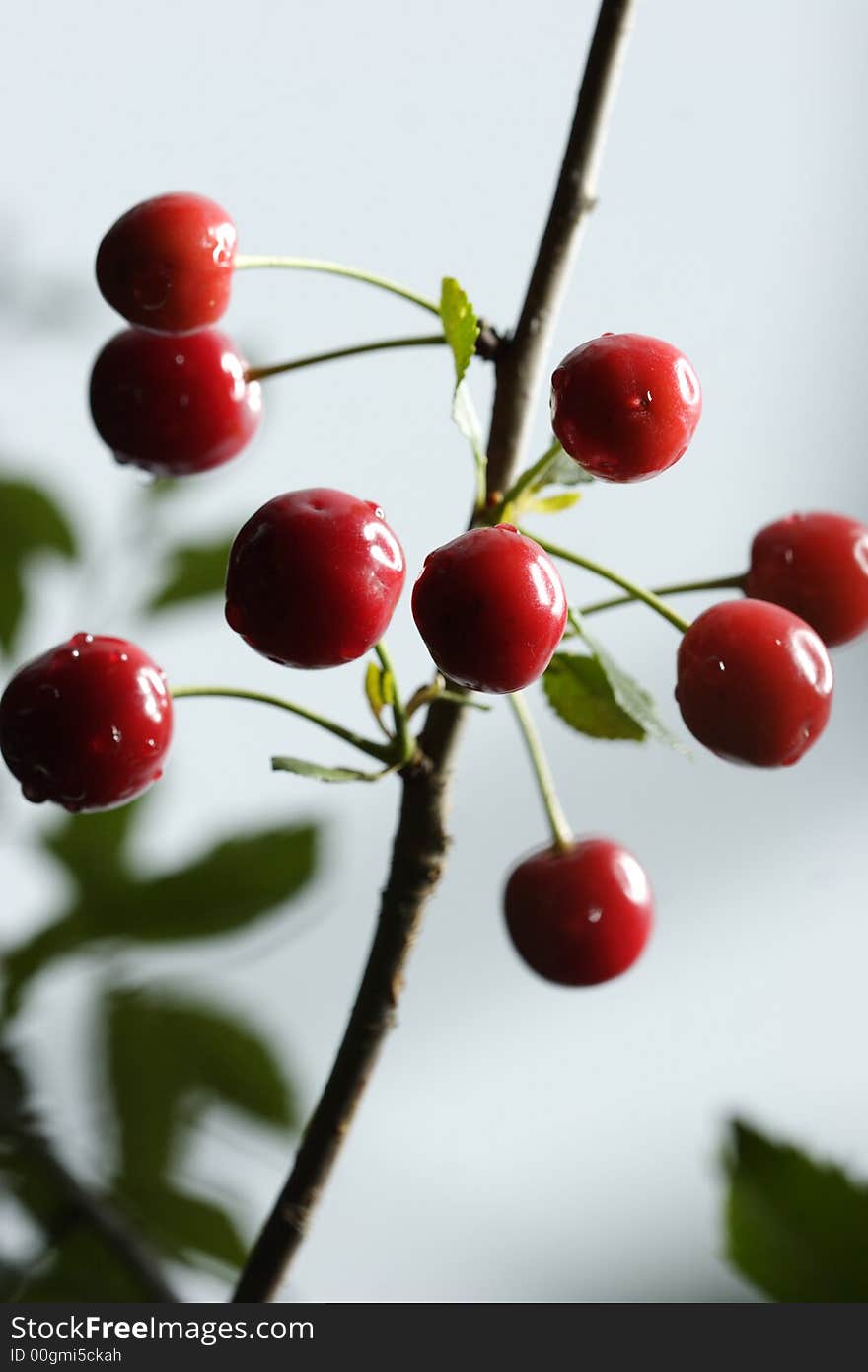 Sour cherries hanging in the tree