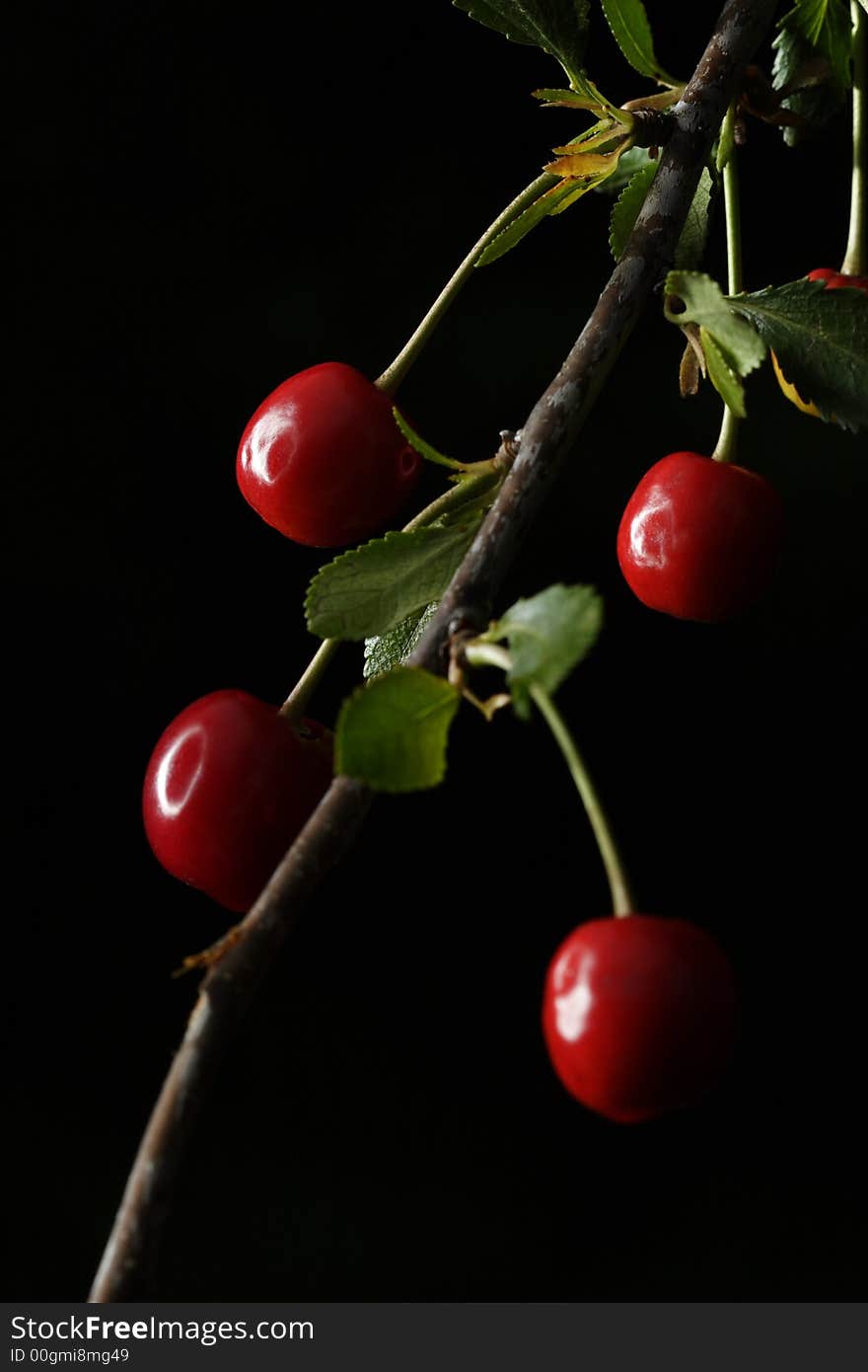 Sour cherries hanging in the tree