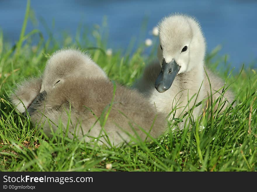 Two young swans hiding in the grass. Two young swans hiding in the grass