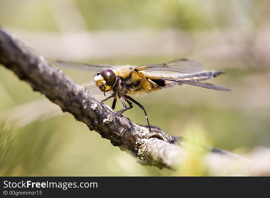 Dragonfly on a pine branch