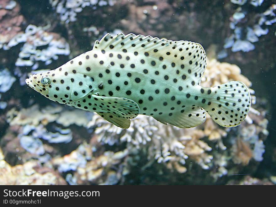 Portrait of Nice Tropical Fish. Portrait of Nice Tropical Fish