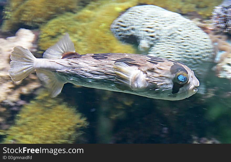 Portrait of Nice Tropical Fish. Portrait of Nice Tropical Fish