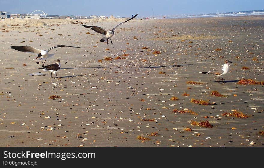 Seagulls playing at the beach.