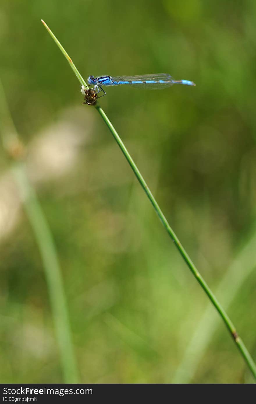 Dragonfly