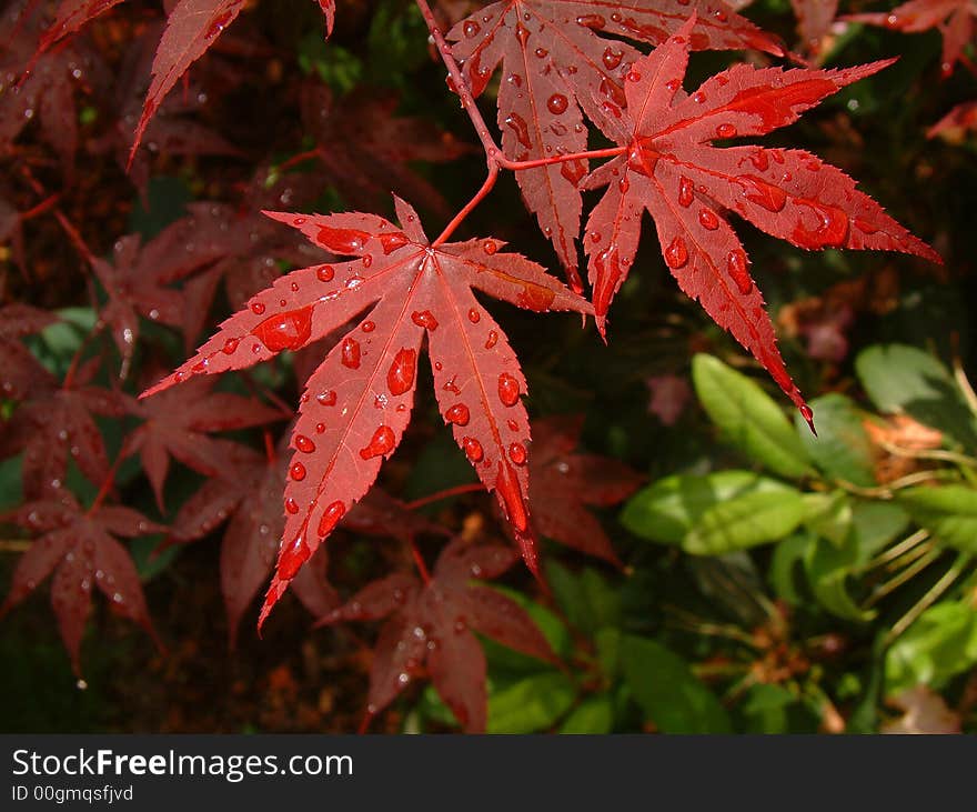 Asian Red Leaf Maple Tree with water drops on the leaves.