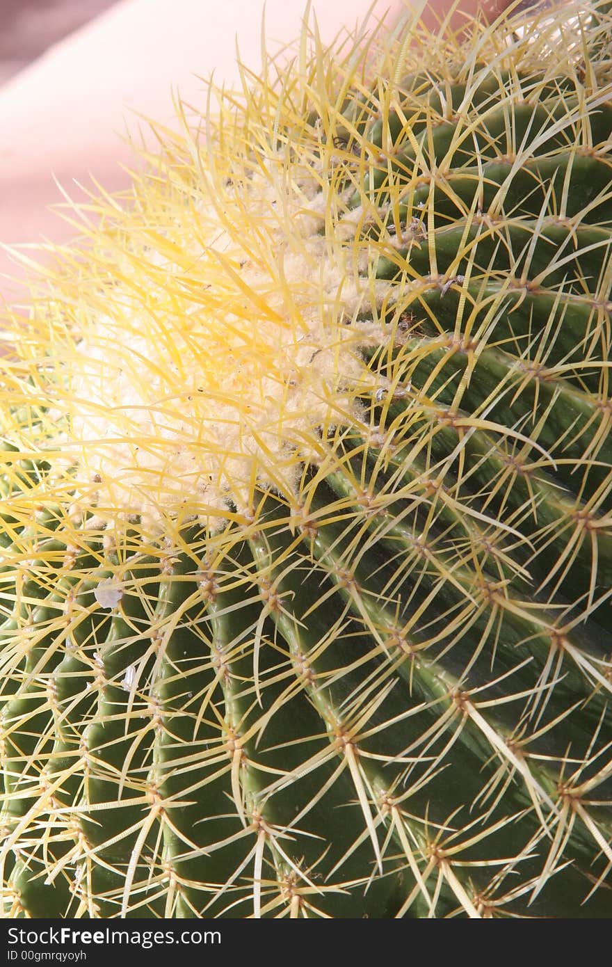 Cactus with yellow spines