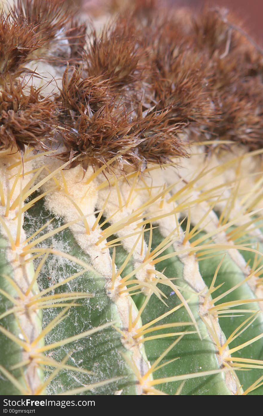 Cactus with yellow spines