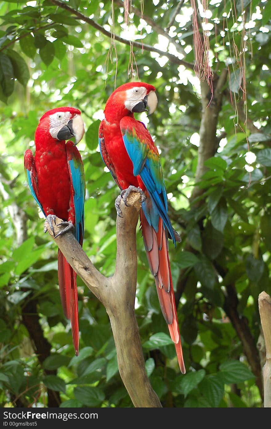 Red Parrot2