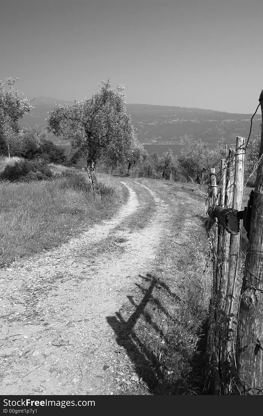 The top of an hill with some olive trees on the Lake of Garda (Italy). The top of an hill with some olive trees on the Lake of Garda (Italy)