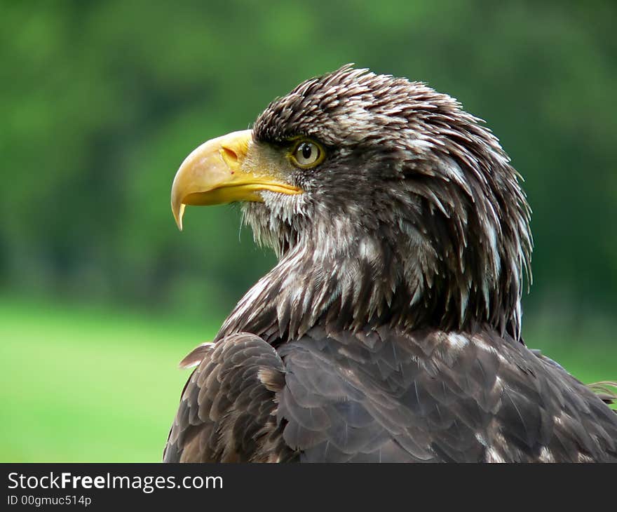 Bald Eagle with green background