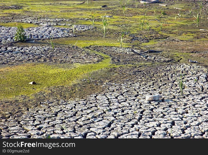 Drying wasted swamp