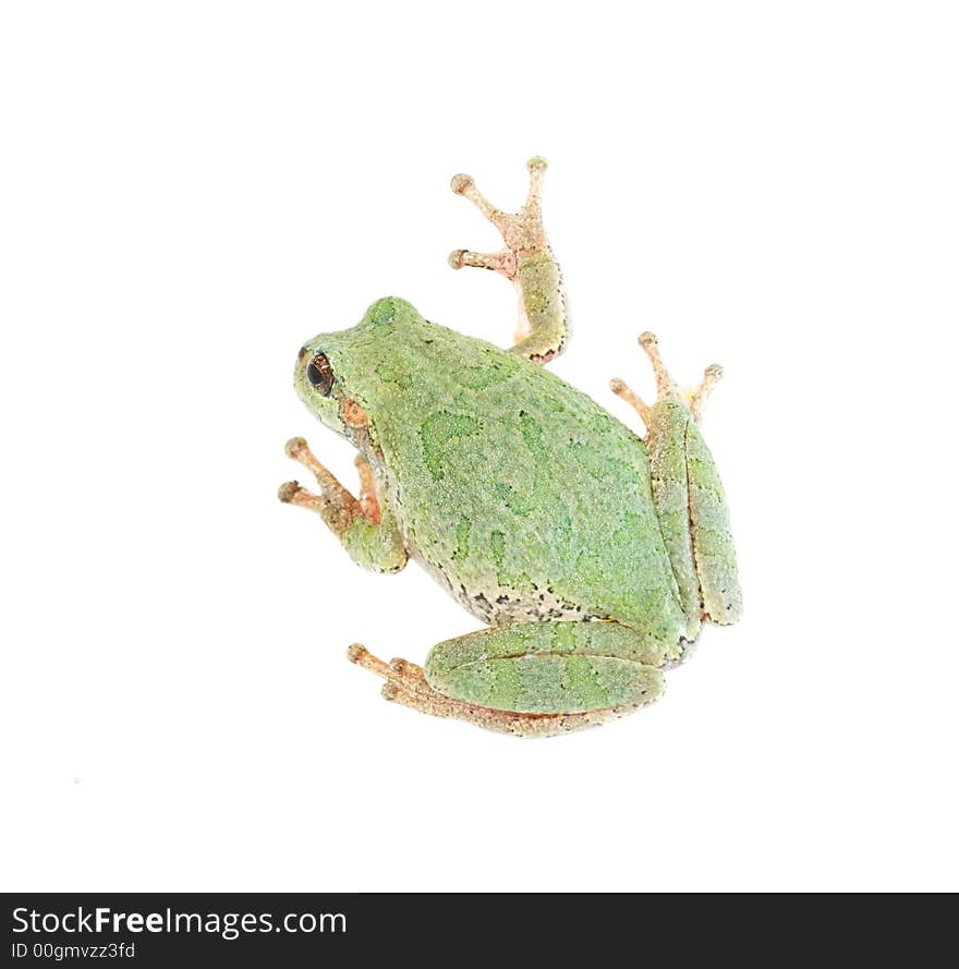 An isoalted frog, viewed from above. An isoalted frog, viewed from above.