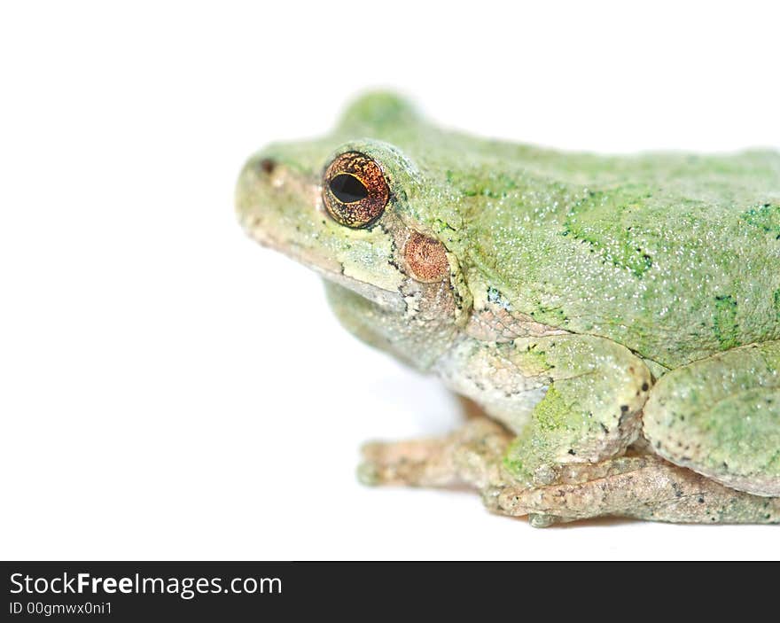 Macro of a small frog against white,. Macro of a small frog against white,