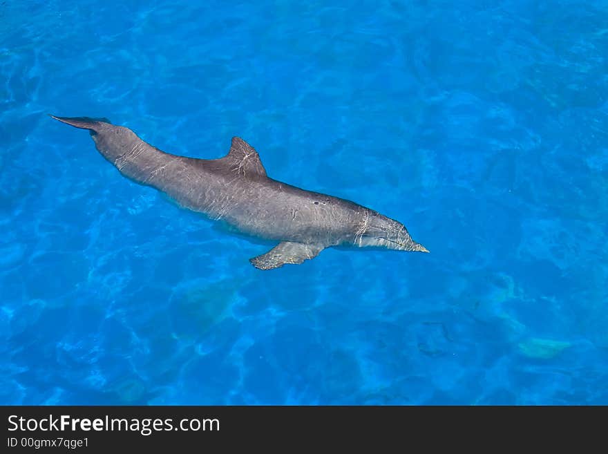 Dolphin Swimming under the clear blue water