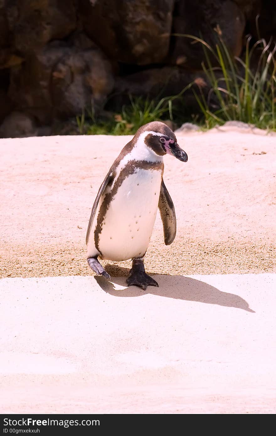 Curious Humboldt Penguin checking out the water at the zoo