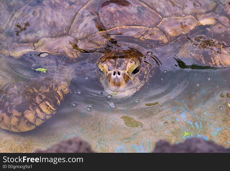 Hawaiian green sea turtle sticking it's head out of the water for a peak