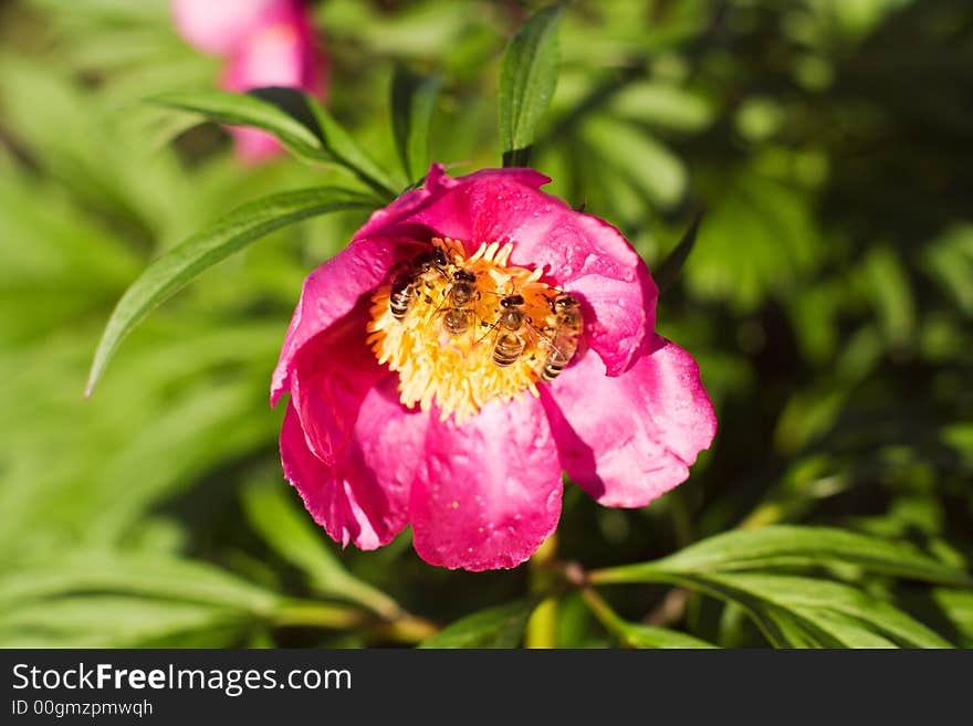 Honey Bees And Red Flower