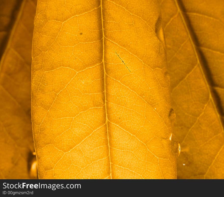 Golden Leaf