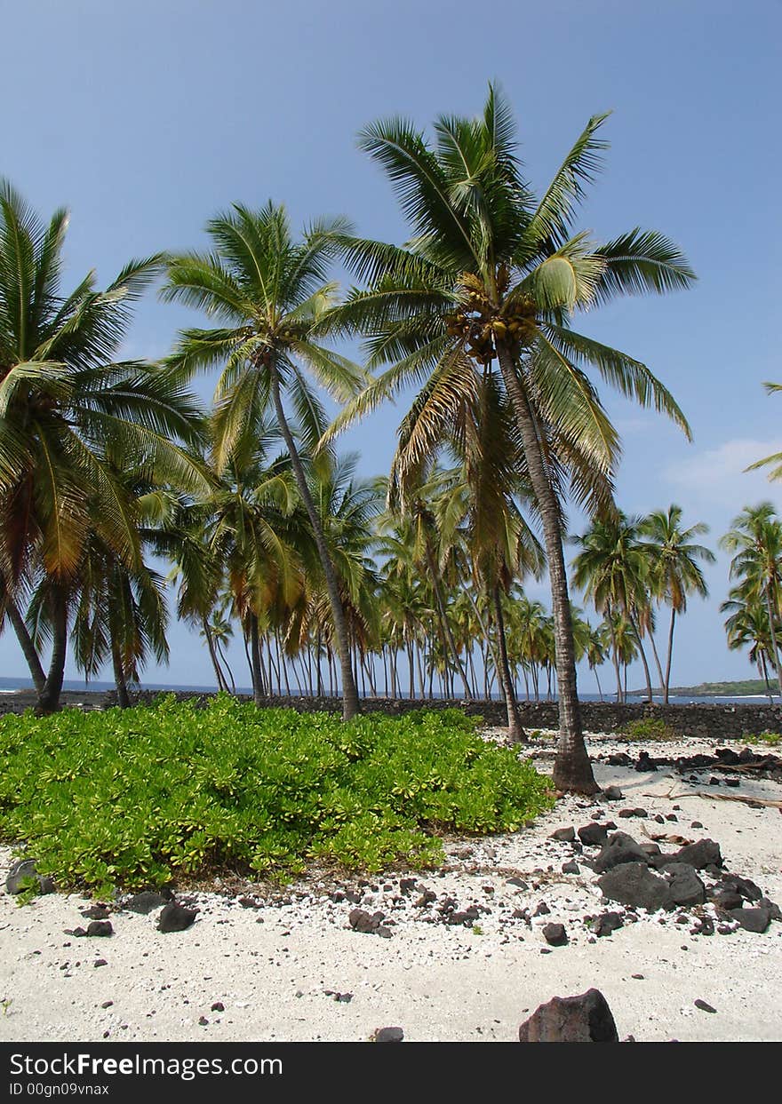 Palm Grove Place of Refuge