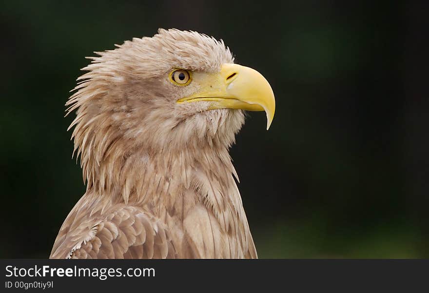 Eagleportrait, photograph at a sanctuary / breeding station for birds of prey. Eagleportrait, photograph at a sanctuary / breeding station for birds of prey.