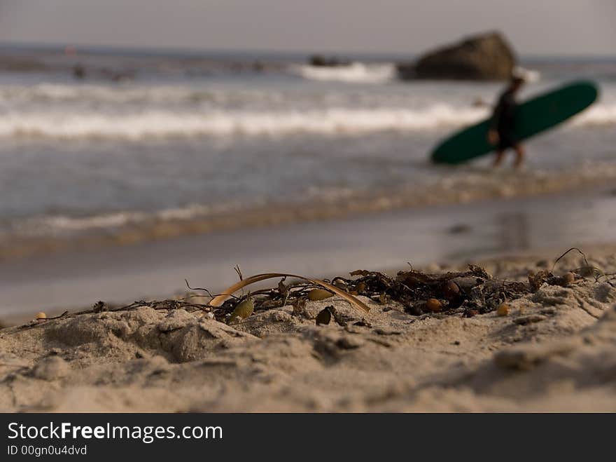 A surfer after a long day of surfing is heading back to shore with his long board. A surfer after a long day of surfing is heading back to shore with his long board.