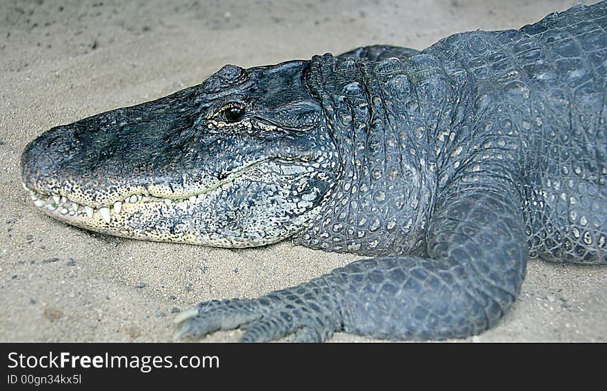 Profile portrait of Mississipi alligator. Profile portrait of Mississipi alligator