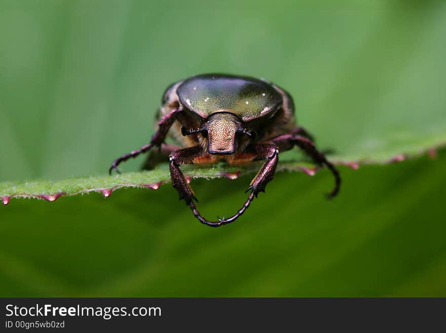 Green Beetle