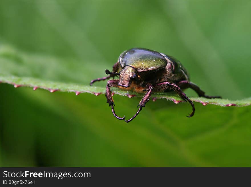 Glazy beetle