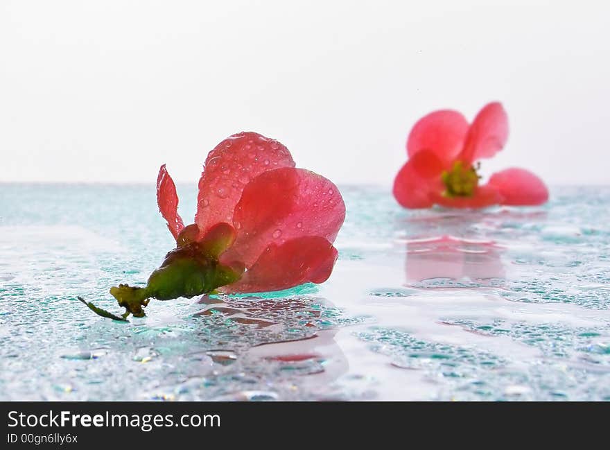 Close-up Of Red Flowers