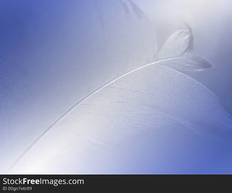 Close-up of bird feather with blue lighting effect. Close-up of bird feather with blue lighting effect