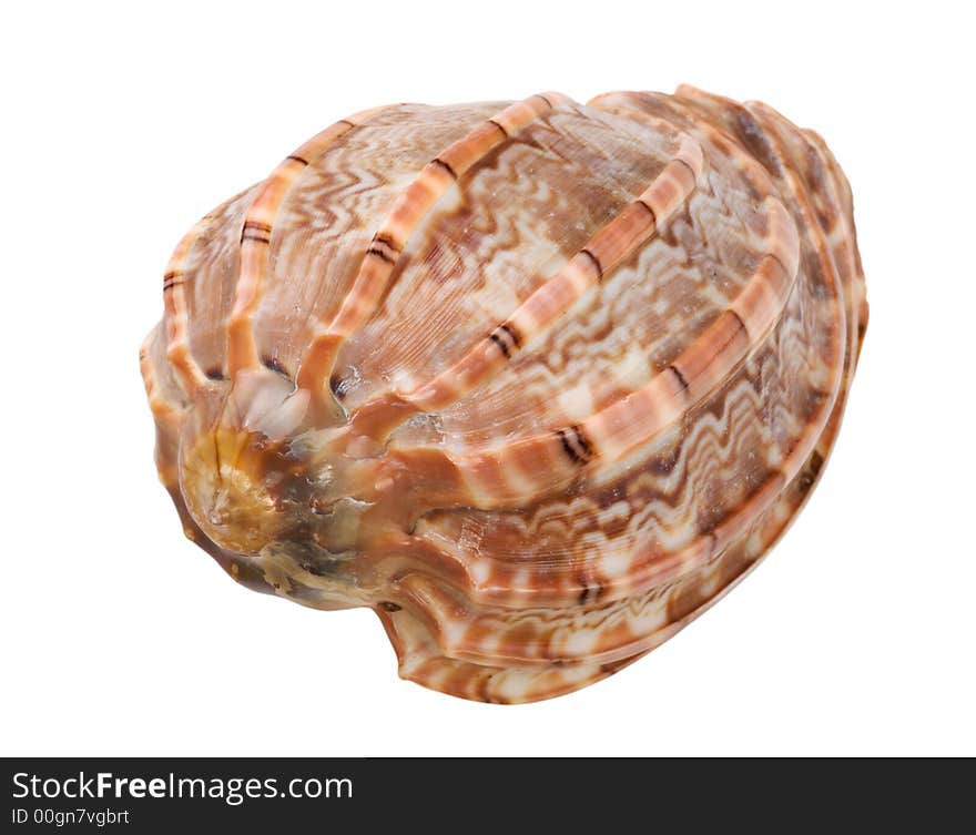 Close-up Of Sea Shell Cutout