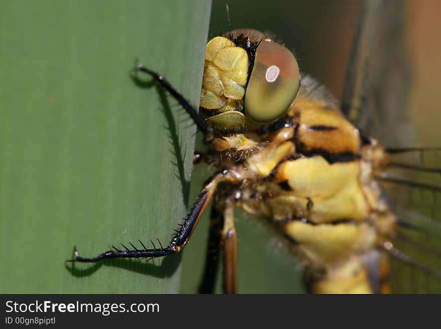 Macro of yellow dragonfly with big eyes. Macro of yellow dragonfly with big eyes