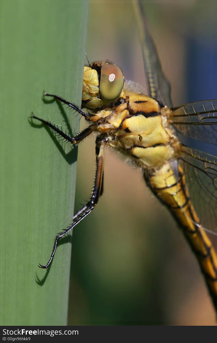 Dragonfly on reed