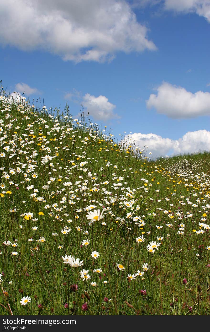 Hillside of wild flowers