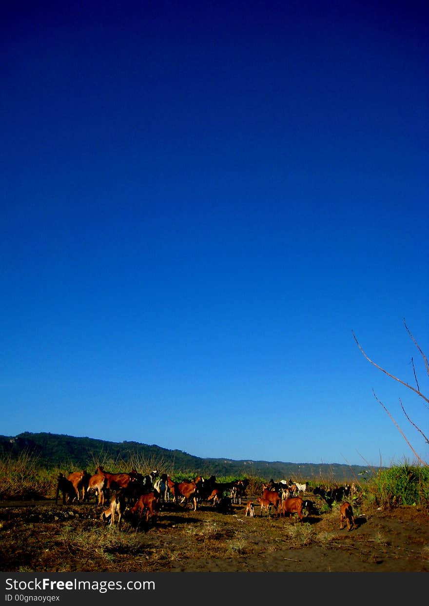 The hill form outside with goats