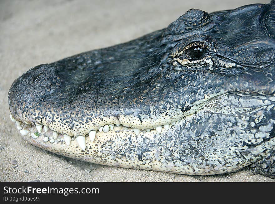 Profile portrait of Mississipi alligator. Profile portrait of Mississipi alligator