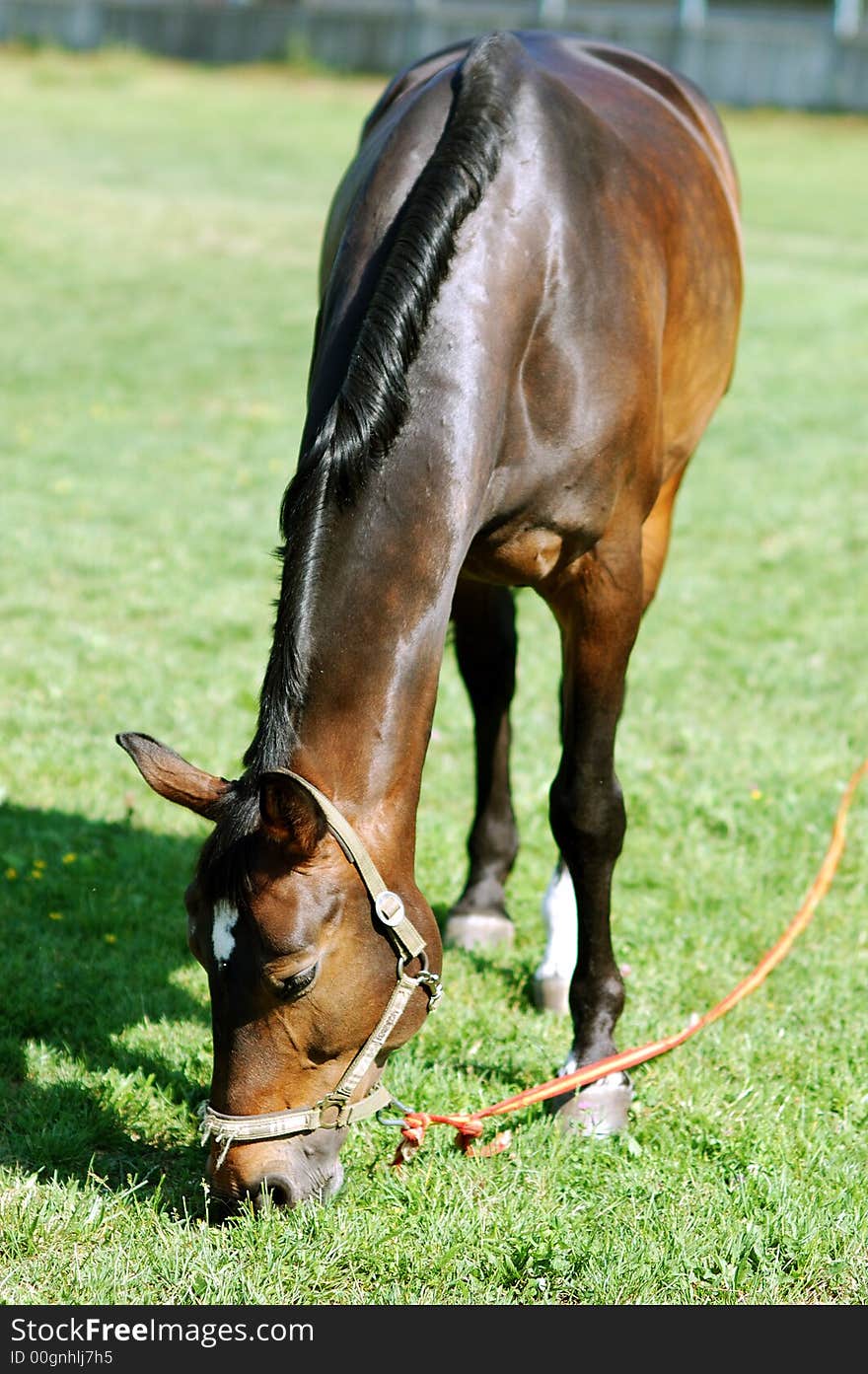 Horse eating grass on a sunny day